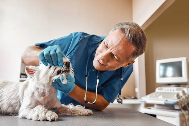 Best Emergency Root Canal Treatment in Cape Coral, FL